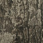 TrueTimber Shadowbark C89 | Covers and Camo